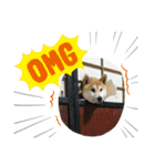 あまのじゃくなしば犬（個別スタンプ：16）
