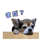 チワワの毎日可愛い日々（個別スタンプ：5）