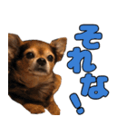 チワワの毎日可愛い日々（個別スタンプ：6）