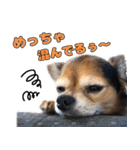 チワワの毎日可愛い日々（個別スタンプ：17）