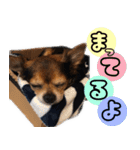 チワワの毎日可愛い日々（個別スタンプ：20）