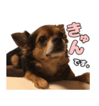 チワワの毎日可愛い日々（個別スタンプ：21）