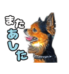 チワワの毎日可愛い日々（個別スタンプ：23）