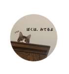 トトた（個別スタンプ：1）