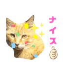 にゃいとメタルのちょこっとスタンプ（個別スタンプ：2）