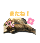 にゃいとメタルのちょこっとスタンプ（個別スタンプ：6）