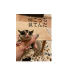 モモンガのむぎ（個別スタンプ：2）