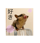 モモンガのむぎ（個別スタンプ：3）