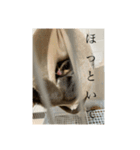 モモンガのむぎ（個別スタンプ：4）