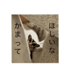 モモンガのむぎ（個別スタンプ：5）