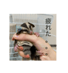 モモンガのむぎ（個別スタンプ：7）