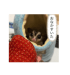 モモンガのむぎ（個別スタンプ：8）