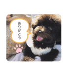 こむぎちゃんがいっぱい2（個別スタンプ：1）