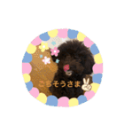 こむぎちゃんがいっぱい2（個別スタンプ：3）