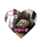 こむぎちゃんがいっぱい2（個別スタンプ：5）