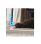 こむぎちゃんがいっぱい2（個別スタンプ：8）