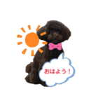こむぎちゃんがいっぱい2（個別スタンプ：9）
