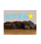 こむぎちゃんがいっぱい2（個別スタンプ：15）