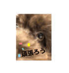 こむぎちゃんがいっぱい2（個別スタンプ：21）