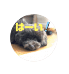 こむぎちゃんがいっぱい2（個別スタンプ：23）