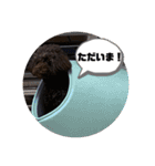 こむぎちゃんがいっぱい2（個別スタンプ：24）
