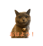 まい猫ちゃん（個別スタンプ：1）