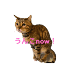 まい猫ちゃん（個別スタンプ：3）