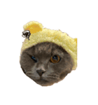 まい猫ちゃん（個別スタンプ：4）