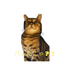 まい猫ちゃん（個別スタンプ：5）