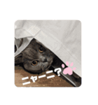 ルーナスタンプ（個別スタンプ：2）