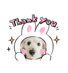 のあスタンプ①(犬・ダップー)（個別スタンプ：1）