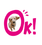 のあスタンプ①(犬・ダップー)（個別スタンプ：2）