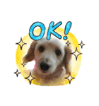 のあスタンプ①(犬・ダップー)（個別スタンプ：4）