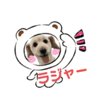 のあスタンプ①(犬・ダップー)（個別スタンプ：6）