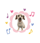 のあスタンプ①(犬・ダップー)（個別スタンプ：9）