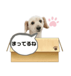 のあスタンプ①(犬・ダップー)（個別スタンプ：10）
