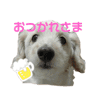 のあスタンプ①(犬・ダップー)（個別スタンプ：11）
