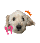 のあスタンプ①(犬・ダップー)（個別スタンプ：12）