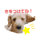 のあスタンプ①(犬・ダップー)（個別スタンプ：13）