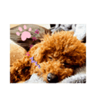tiny poodle ぷー（個別スタンプ：1）