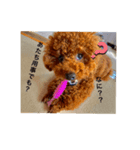 tiny poodle ぷー（個別スタンプ：2）