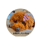 tiny poodle ぷー（個別スタンプ：3）