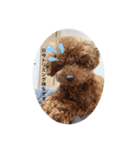 tiny poodle ぷー（個別スタンプ：4）