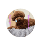 tiny poodle ぷー（個別スタンプ：5）