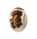 tiny poodle ぷー（個別スタンプ：6）