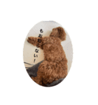 tiny poodle ぷー（個別スタンプ：8）