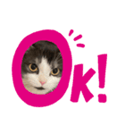 マンチカンのあずきさん（個別スタンプ：3）
