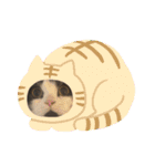 マンチカンのあずきさん（個別スタンプ：7）