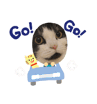 マンチカンのあずきさん（個別スタンプ：16）