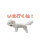 りんくんすきすき倶楽部（個別スタンプ：11）